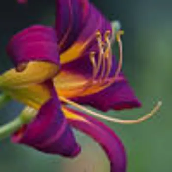Fresh Lily Flower